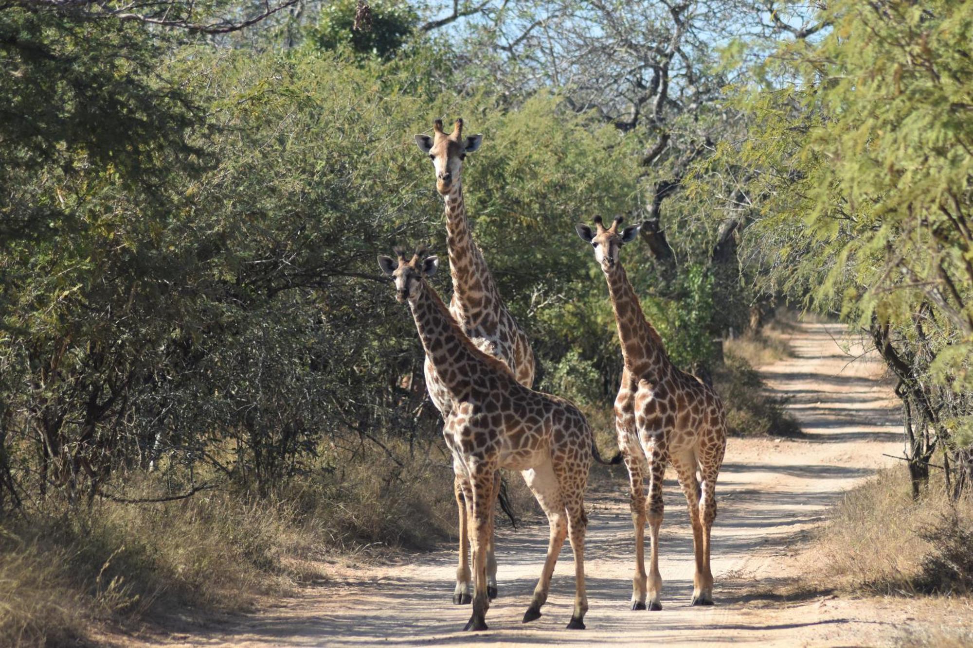 The Baobab Bush Lodge And Villa 侯斯普瑞特 外观 照片