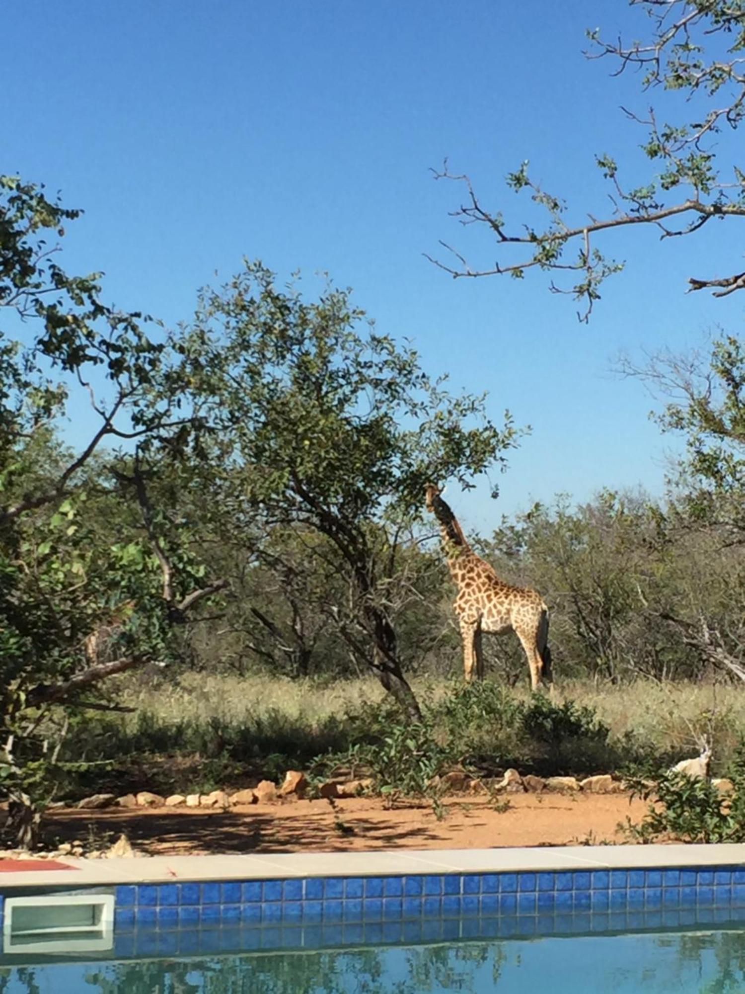 The Baobab Bush Lodge And Villa 侯斯普瑞特 外观 照片